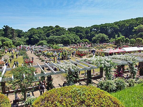 生田緑地のばら苑
