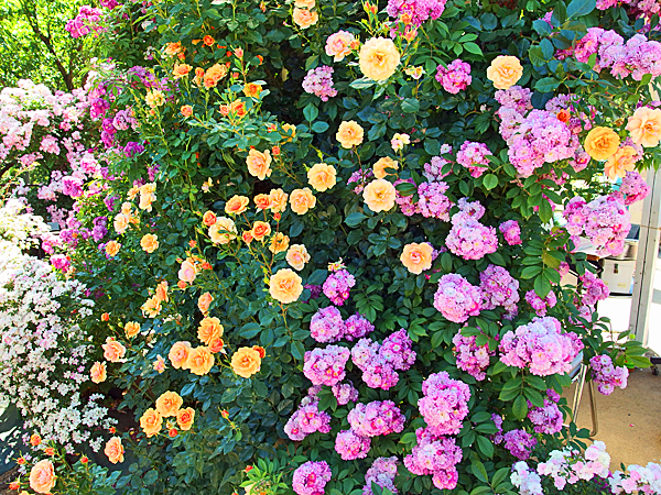 イングリッシュローズの良い香り