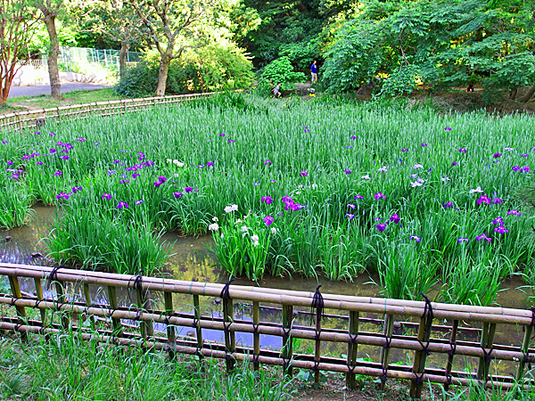 美しく咲いている花菖蒲